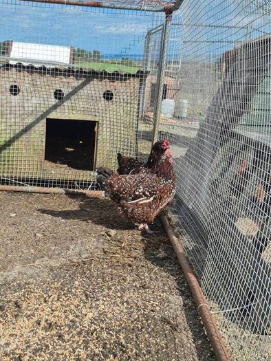 Fertile Hatching Eggs