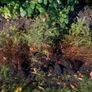heather plants Image 2