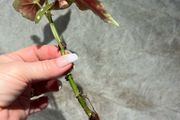 plant Polka Dot Begonia