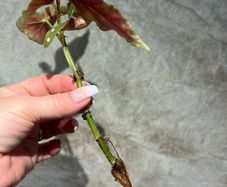 plant Polka Dot Begonia