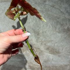 plant Polka Dot Begonia