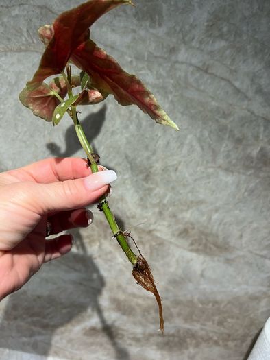 plant Polka Dot Begonia