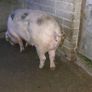 Cull sows Image 3
