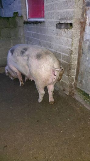 Cull sows