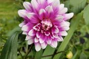 PINK Dahlias