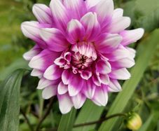PINK Dahlias