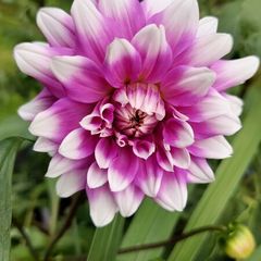 PINK Dahlias