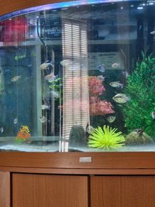 Fish tank and fish