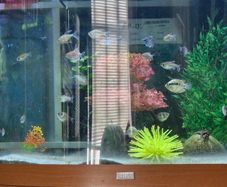 Fish tank and fish