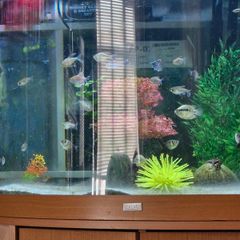 Fish tank and fish