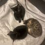 kittens Image 3