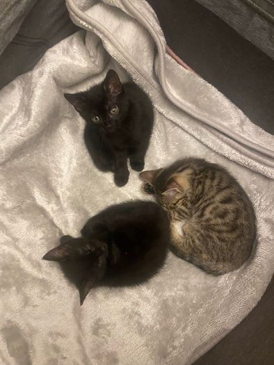 kittens