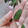 Hoya Lyi China Image 2