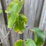 Fig tree in pot Image 4