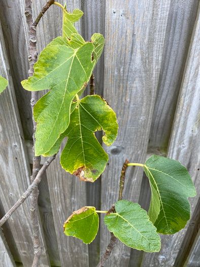 Fig tree in pot