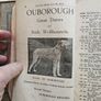 Catalogues Of The 10th & 11th Irish Kennel Club Shows 1931-32. Plus To Stud Cards For Dogs. Paperbacks In Only Fair Condition.  See Photos For Same. Image 6