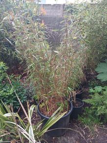 Large scabrida bamboo