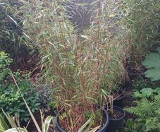 Large scabrida bamboo