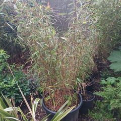 Large scabrida bamboo