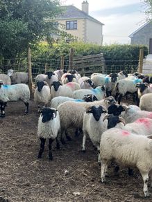 80 super cross bred ram lambs