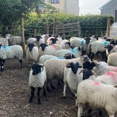 80 super cross bred ram lambs
