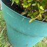 plant Image 4