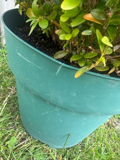 plant