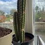 large cactus Image 2