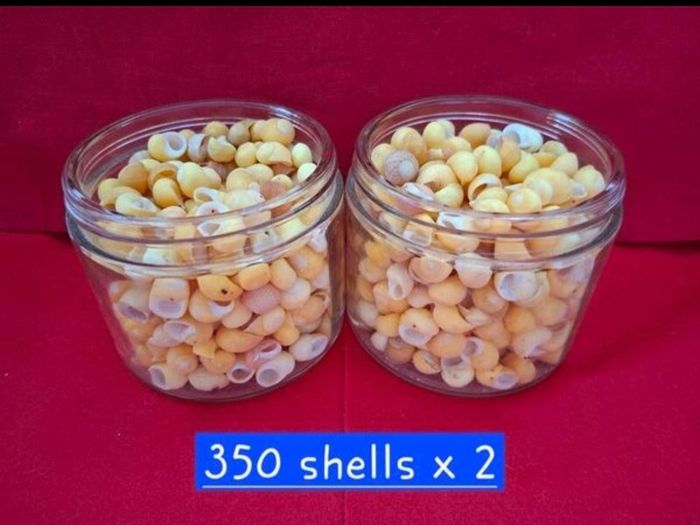 Shells (Yellow Periwinkle)