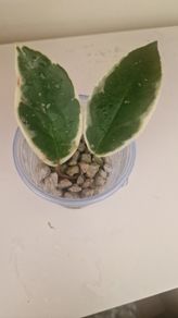 hoya