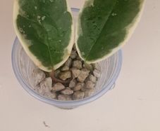 hoya