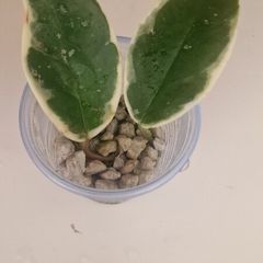 hoya