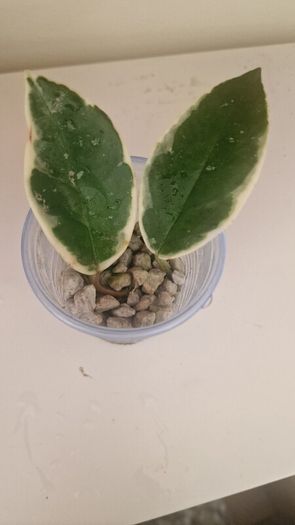 hoya