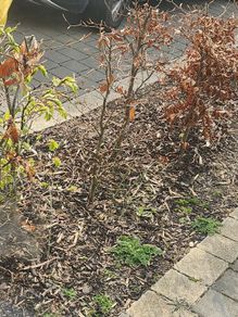 6 beech trees