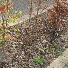 6 beech trees