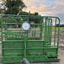Mobile cattle crush and weighing scale Image 5