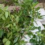 Laurel Hedging Image 2