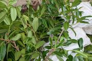 Laurel