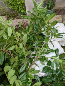 Laurel