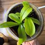Carnivorous houseplant Nepenthes pitcher plant Image 6