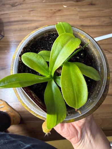 Carnivorous houseplant Nepenthes pitcher plant