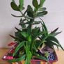 Sansevieria trifasciata 'Hahnii', crassula succulent plant arrangement in the ceramic pot Image 3