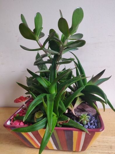 Sansevieria trifasciata 'Hahnii', crassula succulent plant arrangement in the ceramic pot