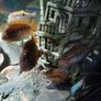 rainbow cichlids Image 4