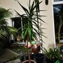 yucca Image 4