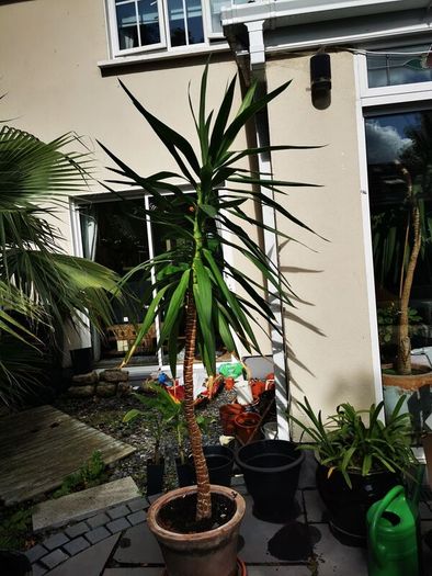yucca