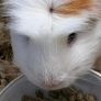 Guinea pigs for sale Image 2