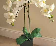 Artificial Orchid plant"