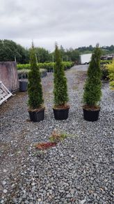 Pencil Conifer Trees 5ft just 45 euro