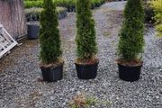 Pencil Conifer Trees 5ft just 45 euro